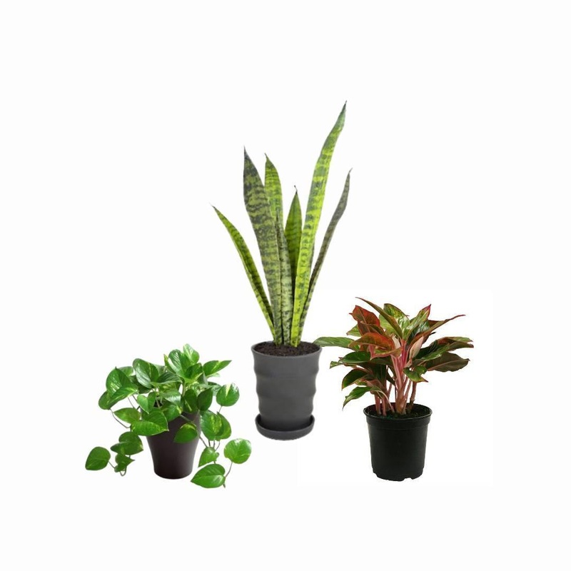 3 Indoor Plant Pack – Money Plant Green, Snake Plant and Aglonema Lipstick