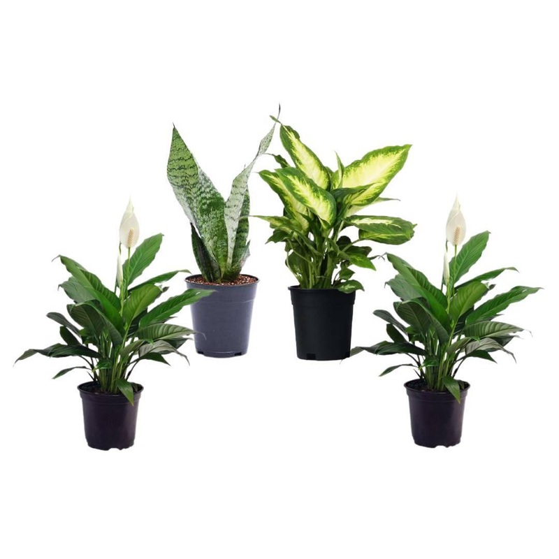 3 Indoor Plant Pack – Peace lily, Snake Plant, Dieffenbachia