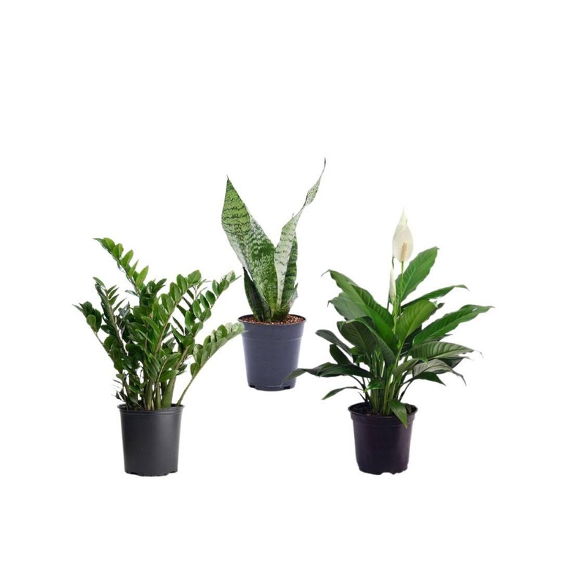3 Indoor Plant Pack – Snake Plant ,Peace lily, ZZ Plant