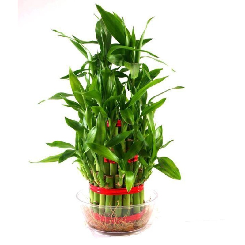 3 Layer Lucky Bamboo (Pack of 24 Plants )