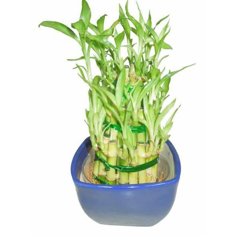 3 Layer Lucky Bamboo With Blue Ceramic Pot
