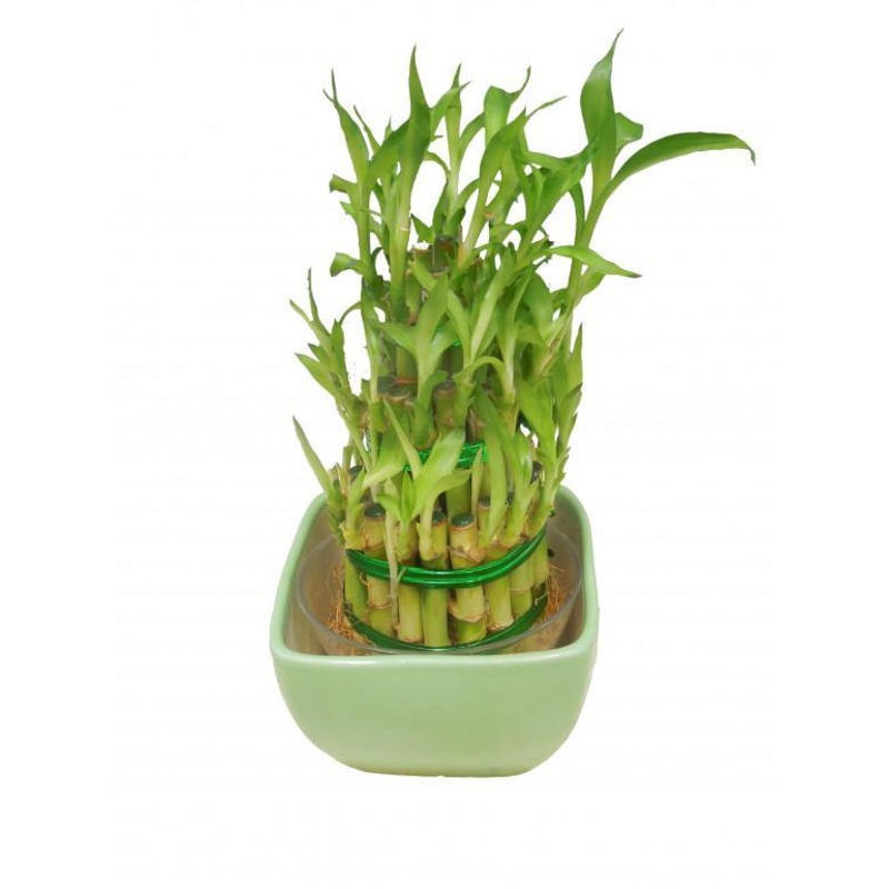 3 Layer Lucky Bamboo With Green Ceramic Pot
