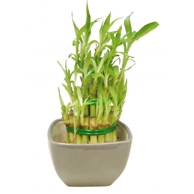 3 Layer Lucky Bamboo With Grey Ceramic Pot