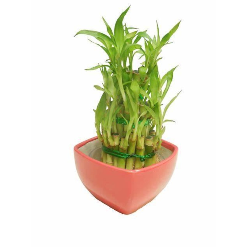 3 Layer Lucky Bamboo With Red Ceramic Pot