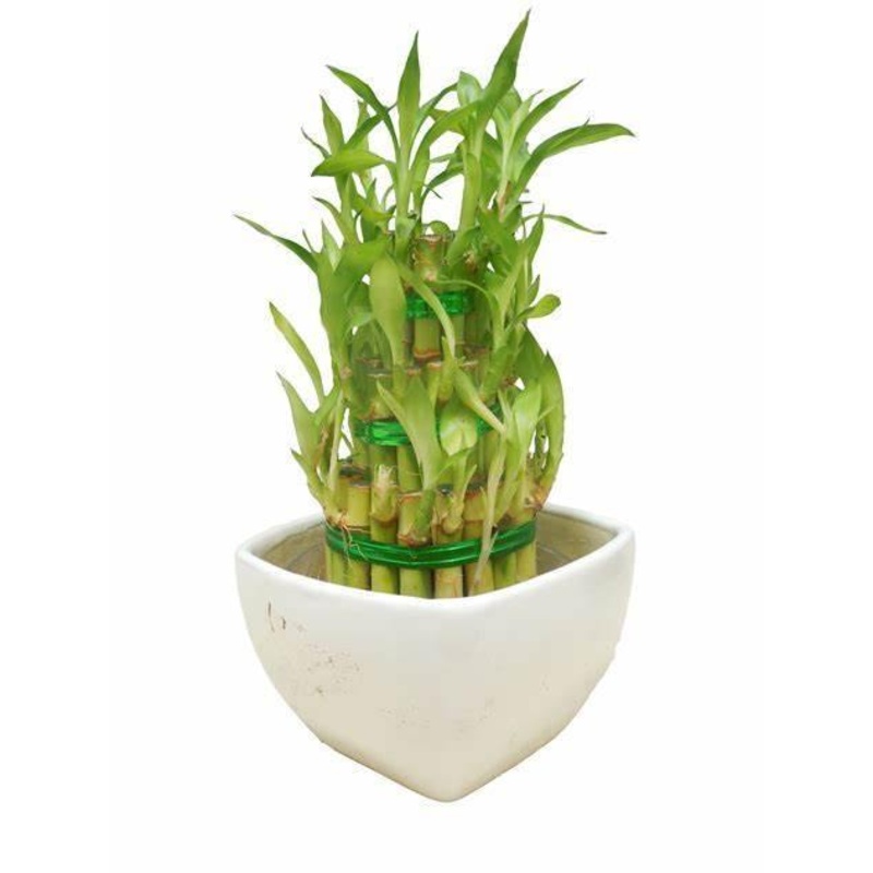 3 Layer Lucky Bamboo With White Ceramic Pot