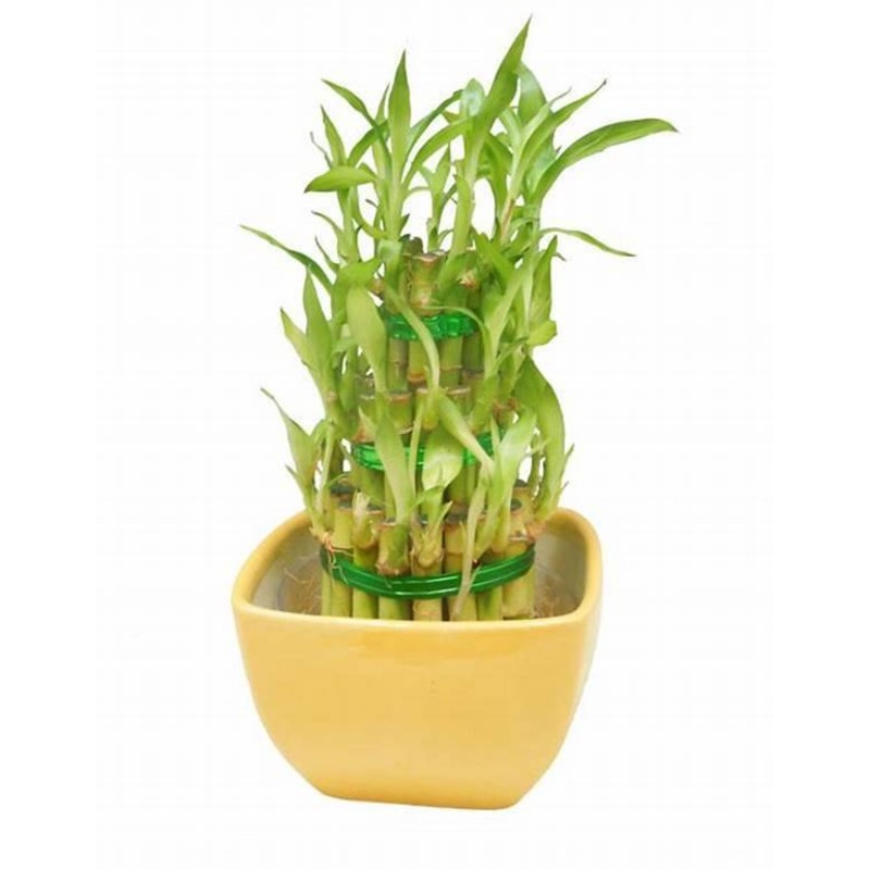 3 Layer Lucky Bamboo With Yellow Ceramic Pot
