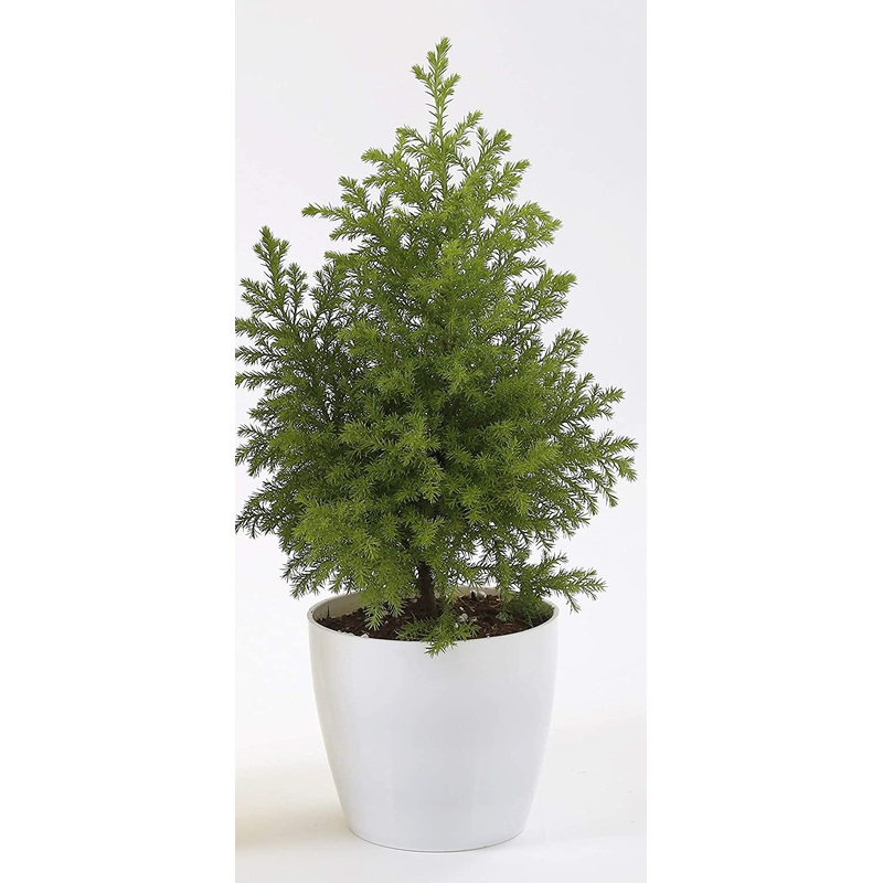 5 Inch White Singapore Pot (125mm)