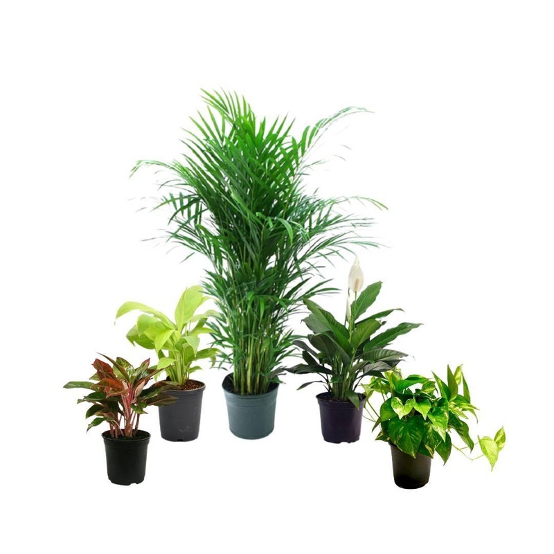 5 Indoor Plant Pack – Aglaonema Lipstick, Green Money plant, Syngonium Plant, Areca Palm, Peace Lily