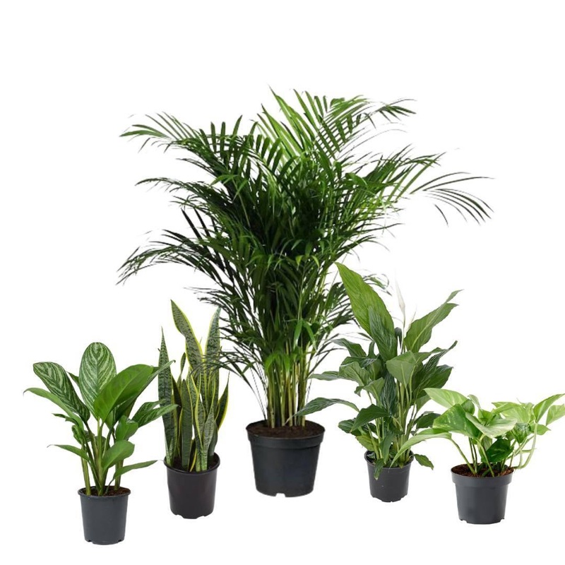 5 Indoor Plant Pack – Areca Palm, Fiscus Elastic Rubber Plant, Peace lily, Snake Plant, Golden Money Plant