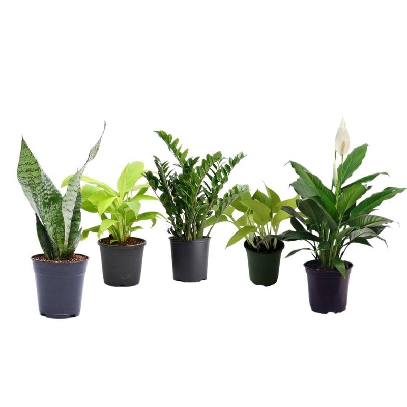 5 Indoor Plant Pack – Green Money Plant, Green Peace Lily, zz Plant, Snake Plant, Syngonium Plant