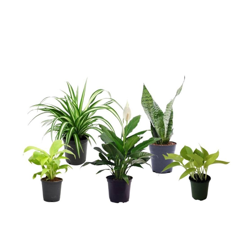 5 Indoor Plant Pack – Green Money Plant, Peace Lily, Spider Plant, Snake Plant, Syngonium Plant