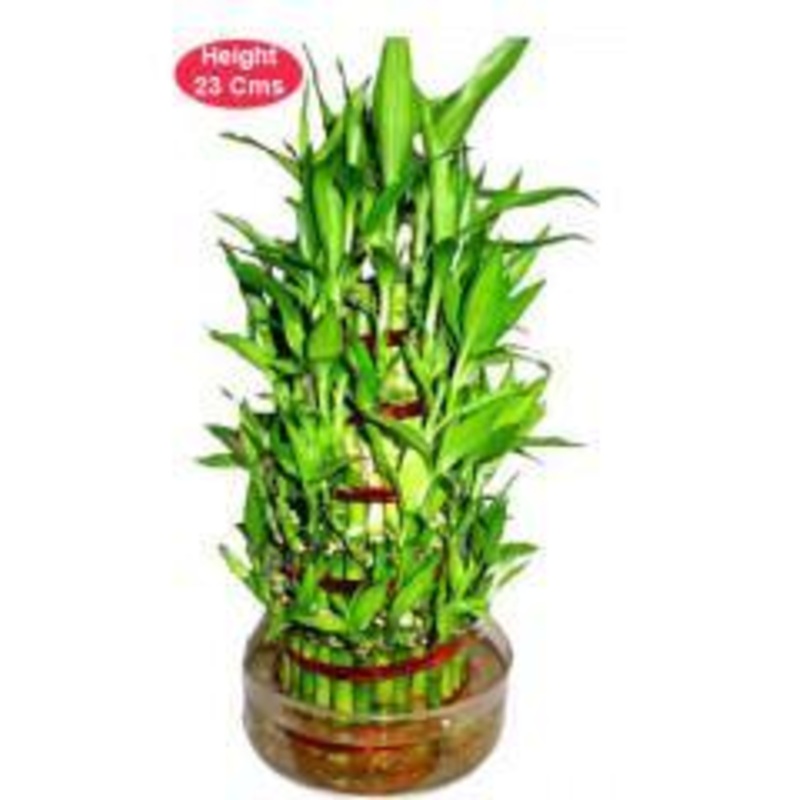 5 Layer Lucky Bamboo