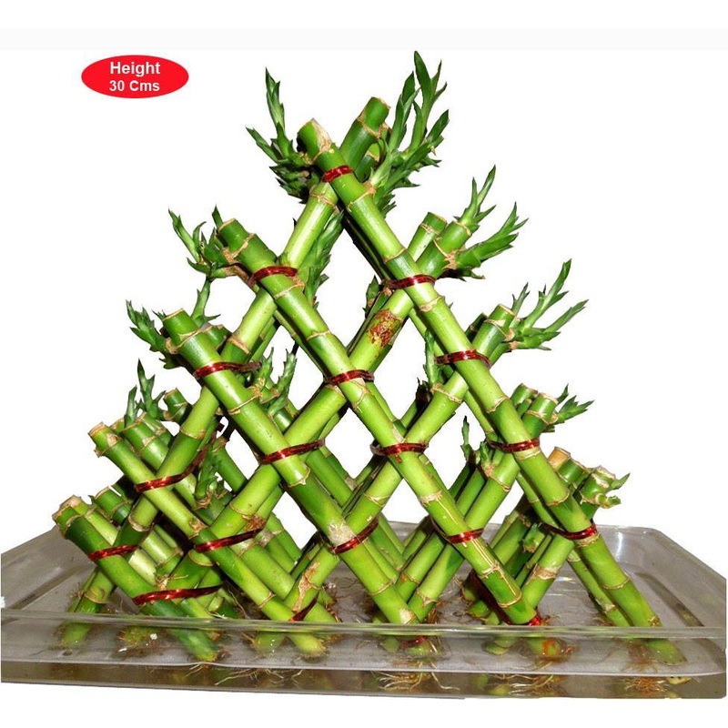 5 Layer Pyramid Lucky Bamboo