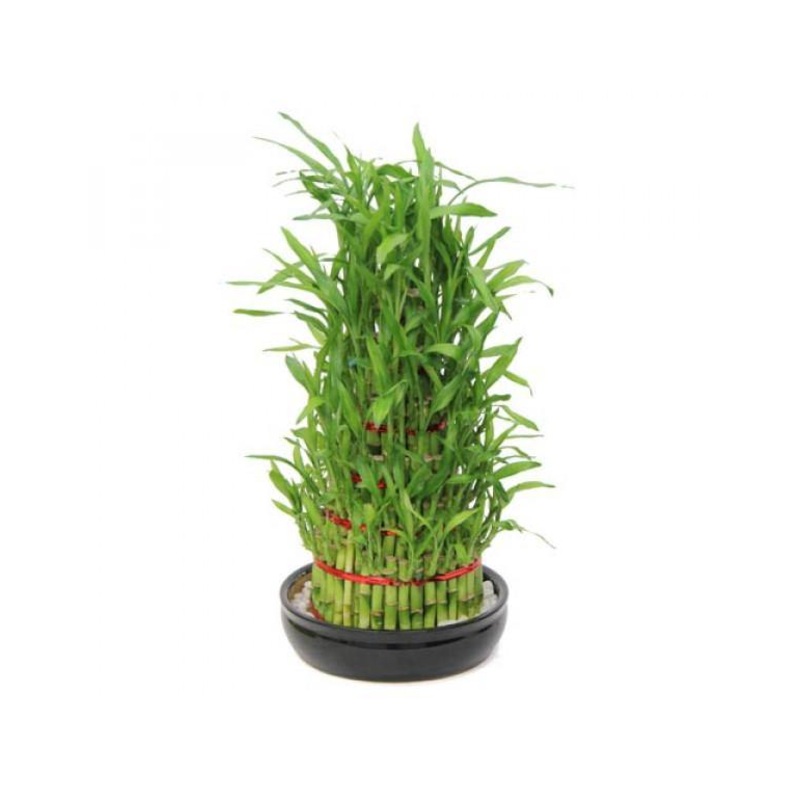6 Layer Lucky Bamboo