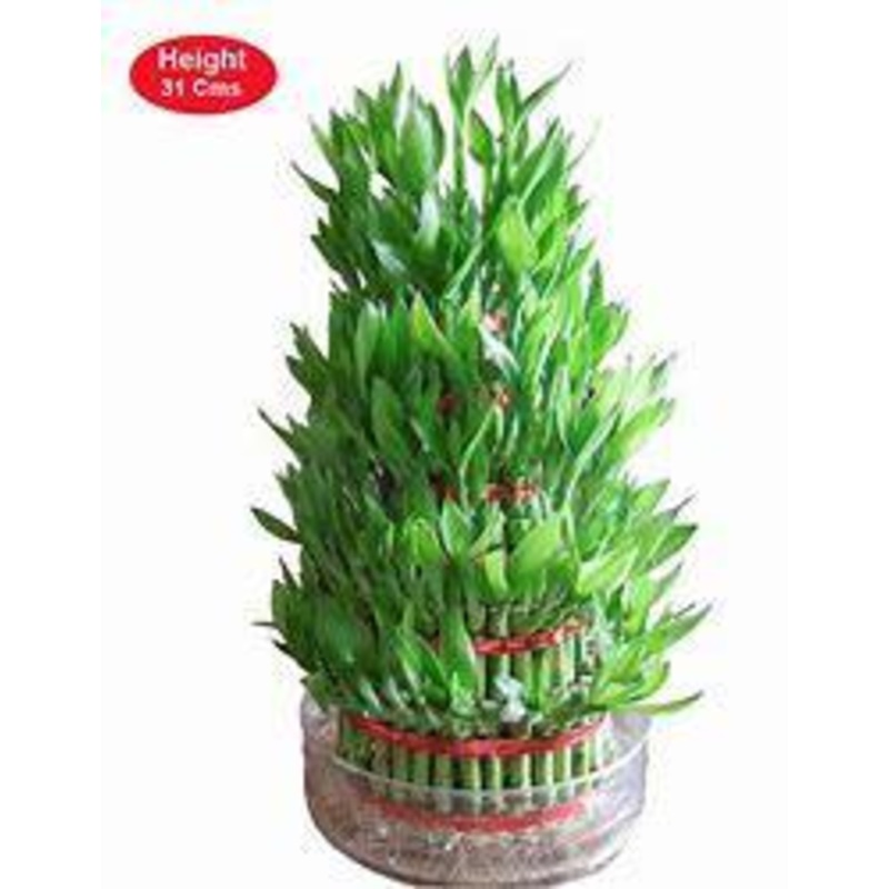 7 Layer Lucky Bamboo