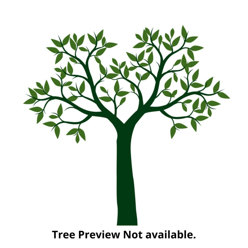 Acacia Nilotica Seeds-1 Kg