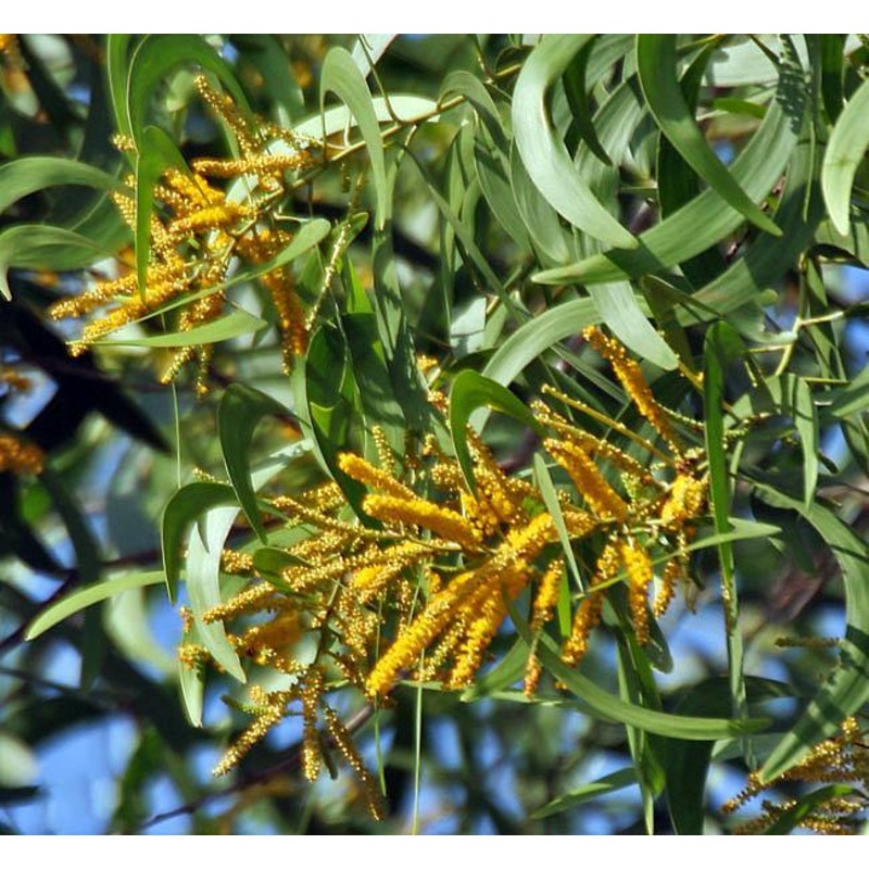 Acacia springvale Seeds – 1 Kg