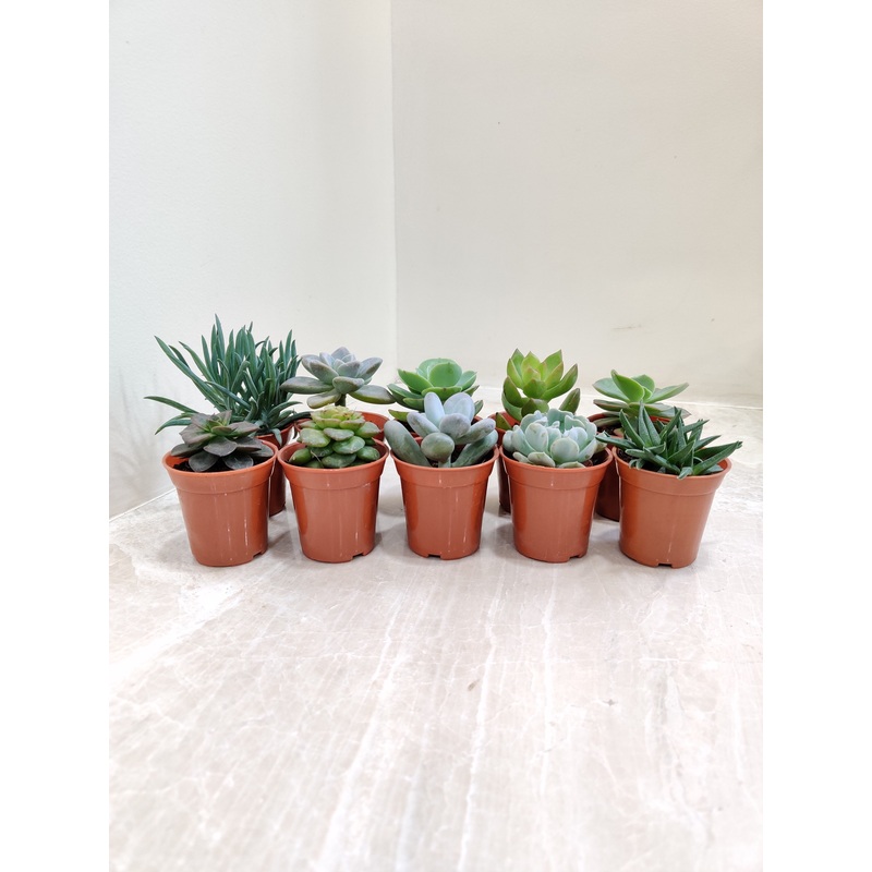 Assorted Mini Succulent