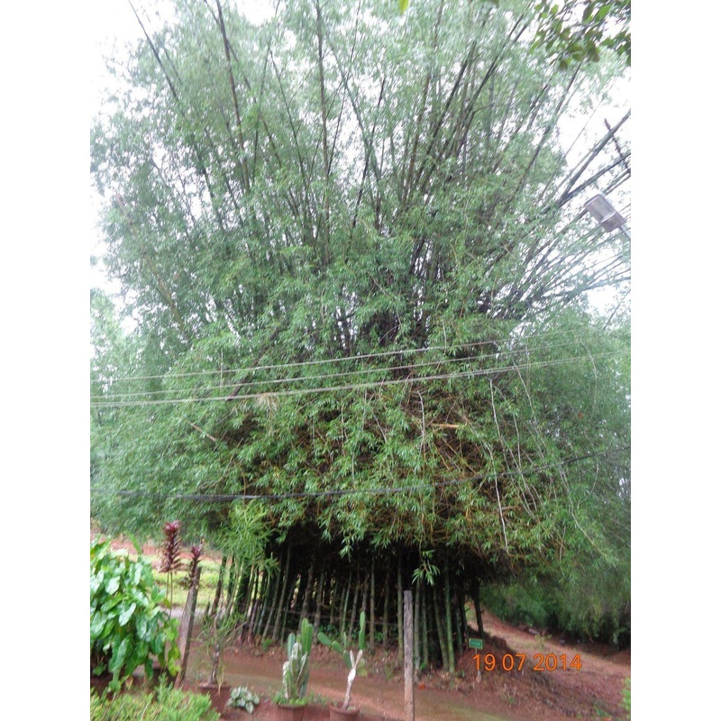 Bambusa arundinesia Seeds – 1 Kg