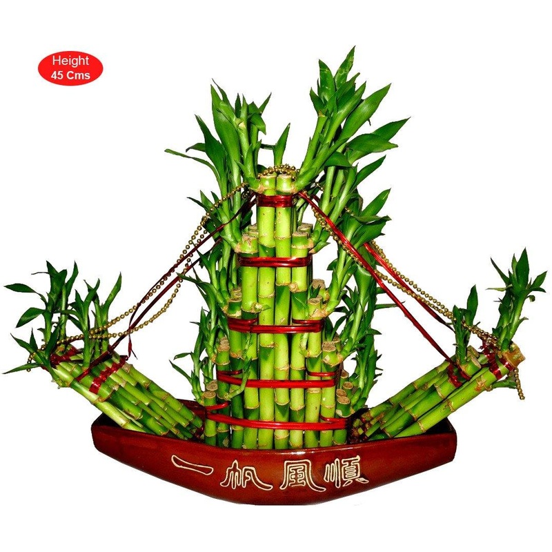 Big Boat Lucky Bamboo