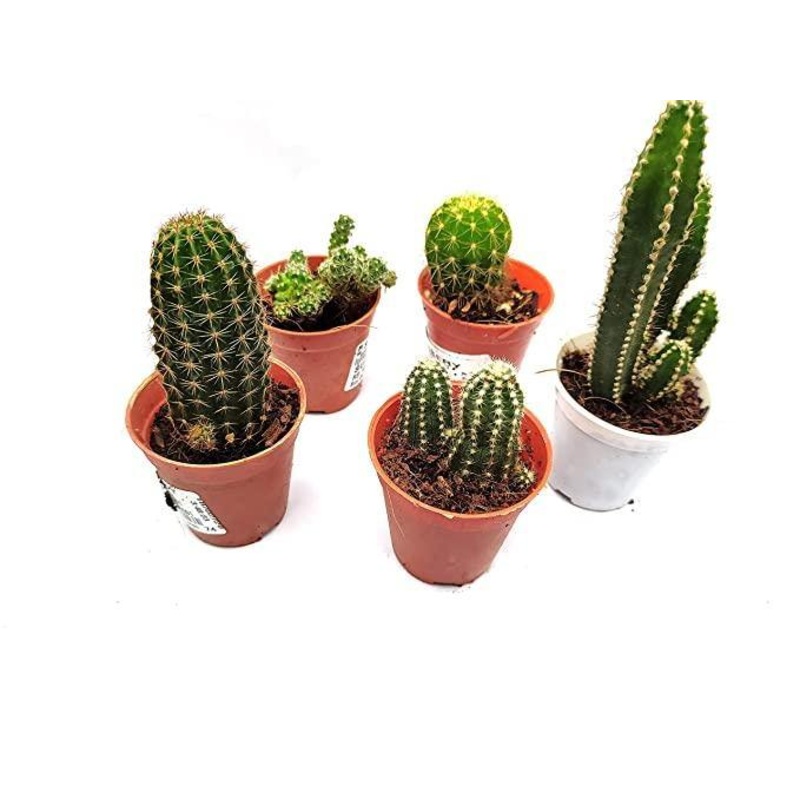 CAPPL Live Cactus Plants Small Quantity-5 Plants 4a