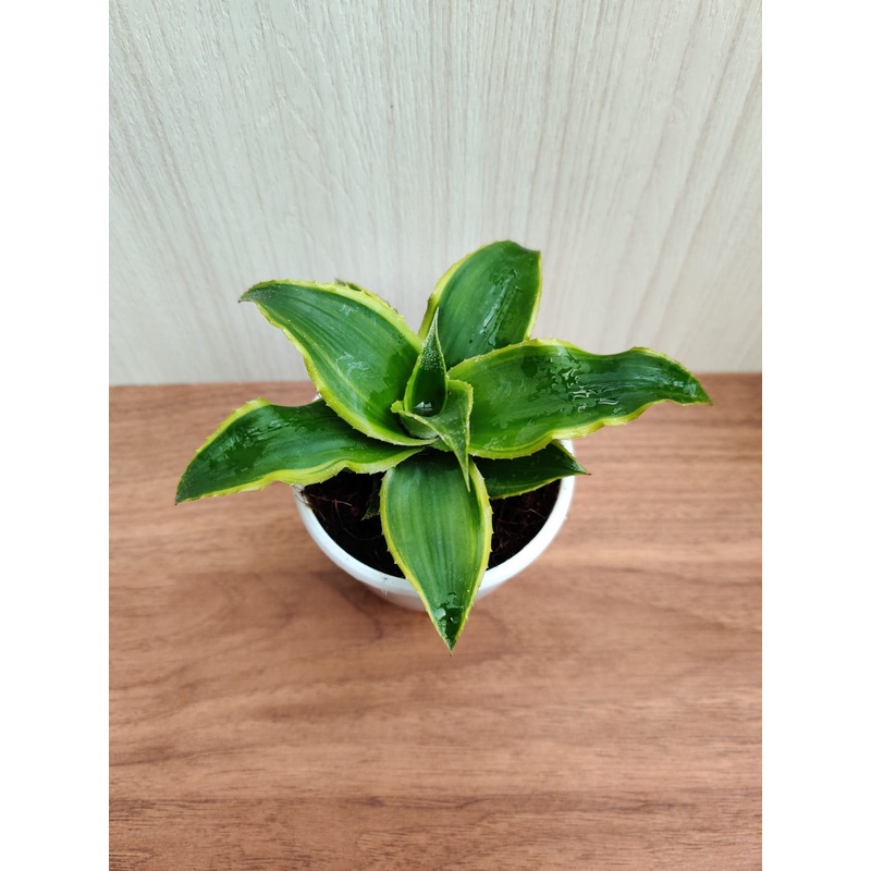 Cryptanthus Acaulis Varigata Plant