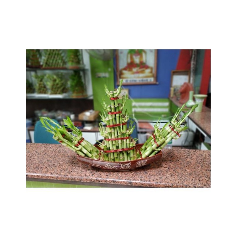 Small Boat Lucky Bamboo