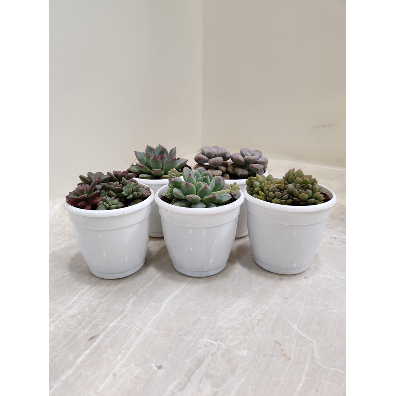 Succulent Pack of 5