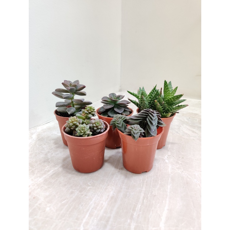 Succulents Set ,Qty: 5 (any 5 Small Succulent )