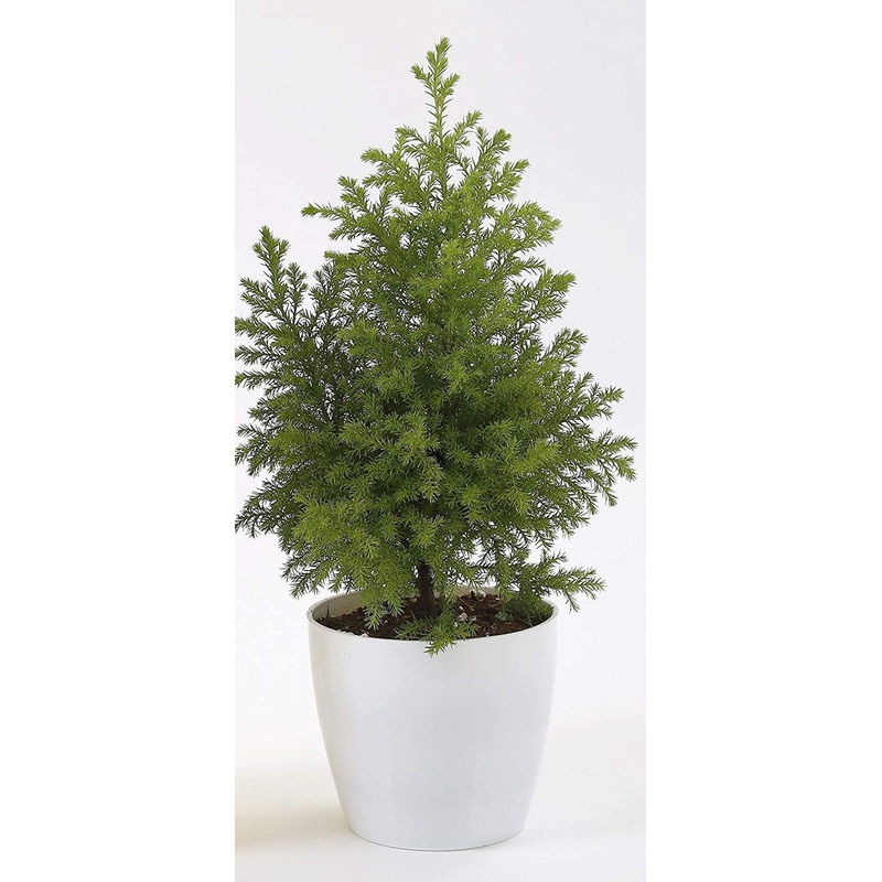 13 Inch White Singapore Pot (330mm)