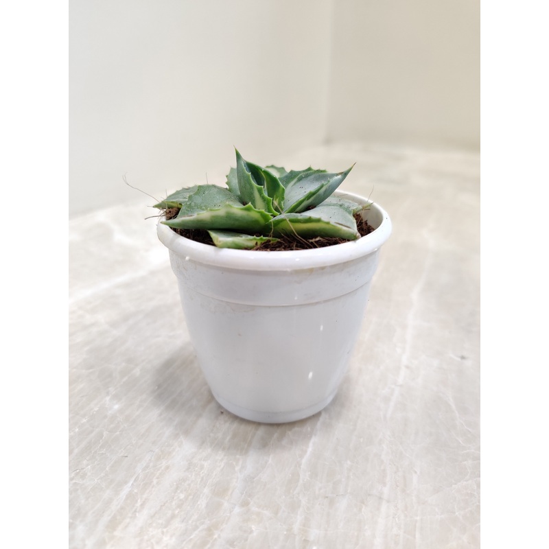 Agave Tropicana Small Succulent Plant