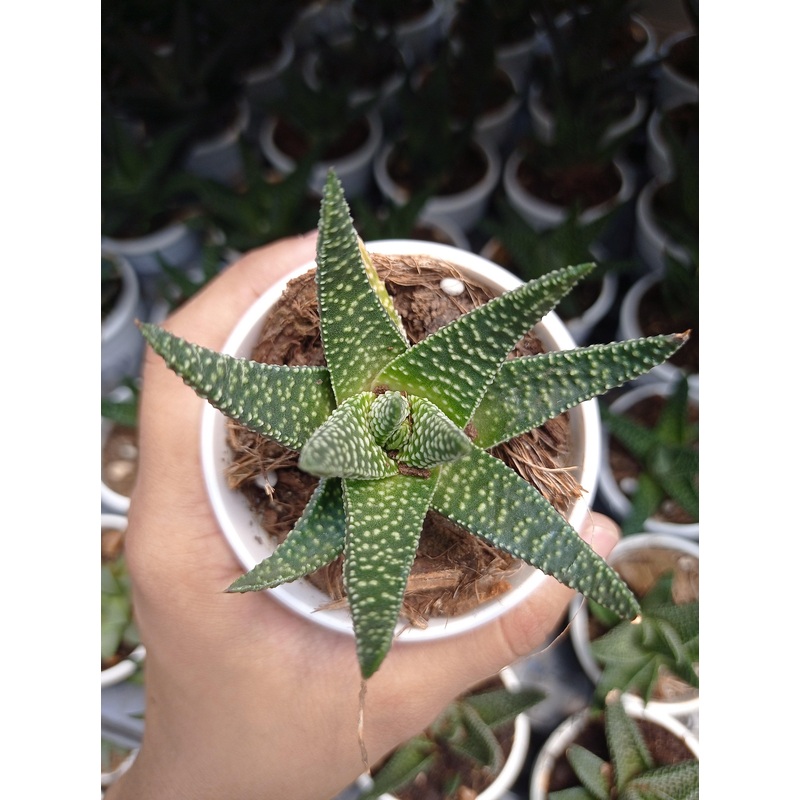 Aloe Flow Succulent Plant