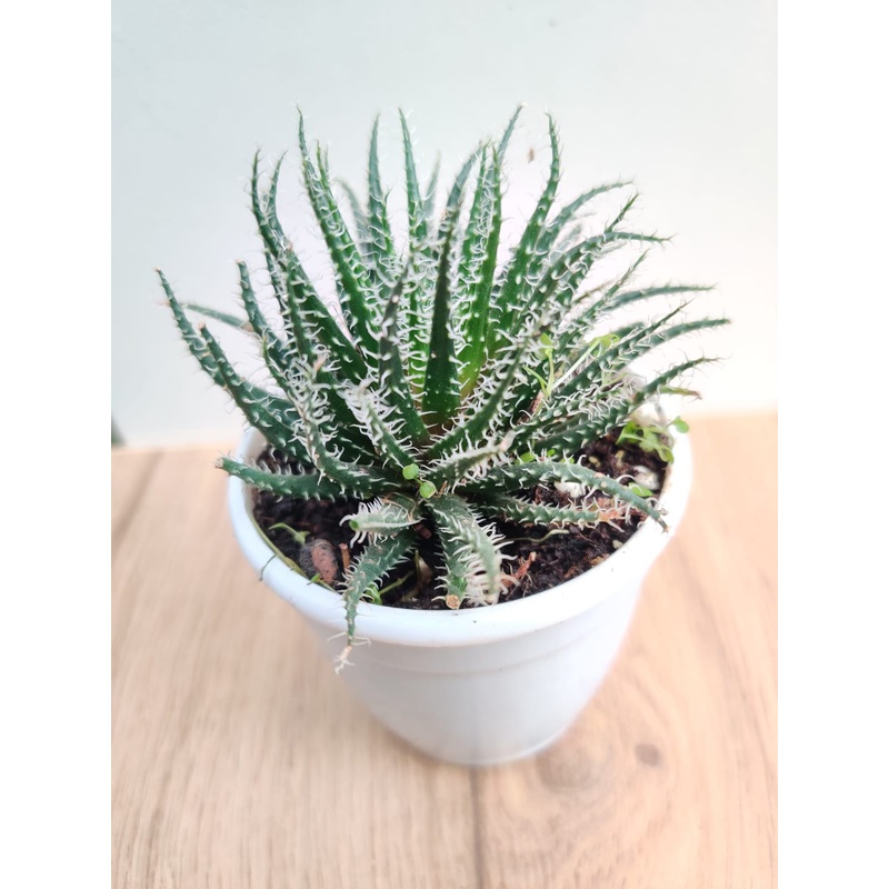 Aloe Haworthioides Succulent Plant