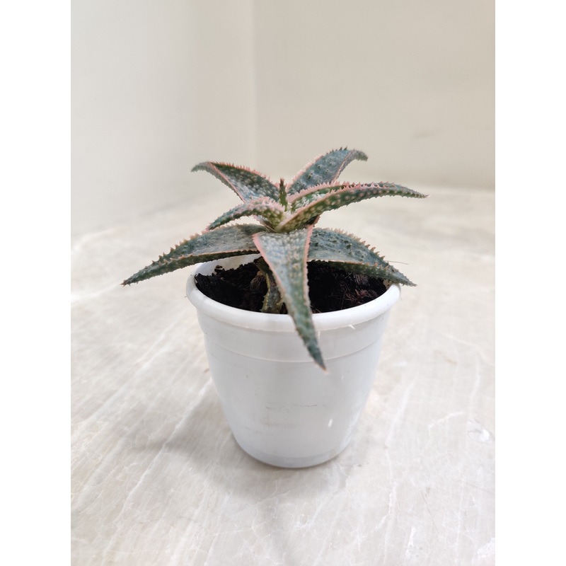 Aloe Zebrina Dannyz Succulent Plant