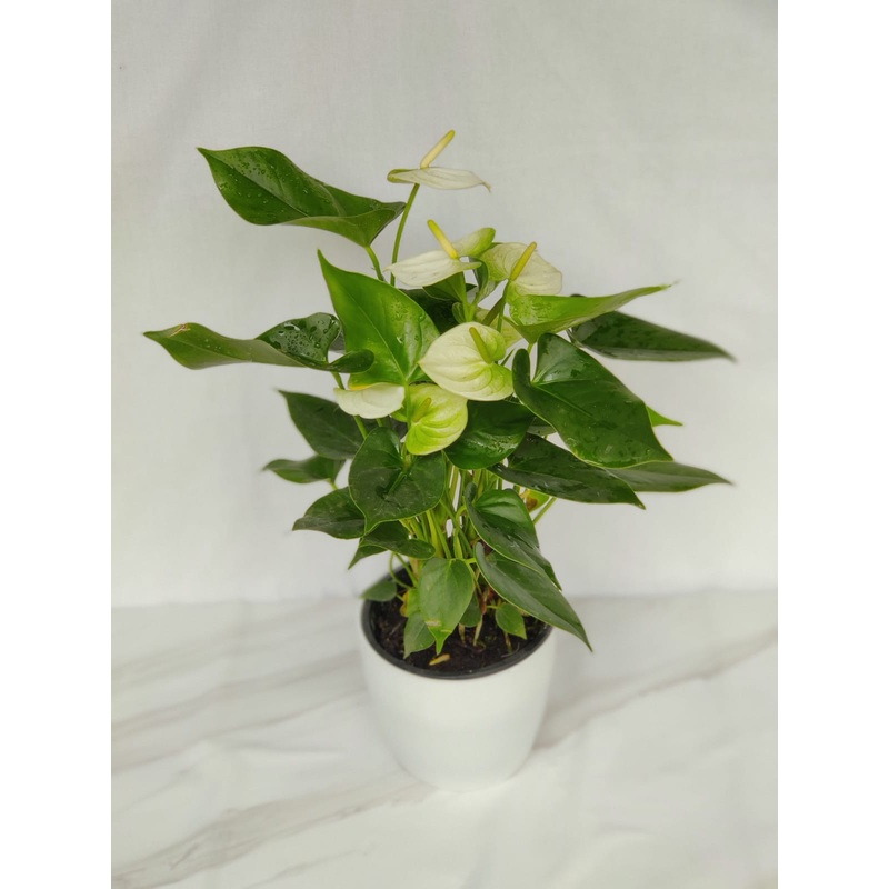 Anthurium White Color Flowering Plant