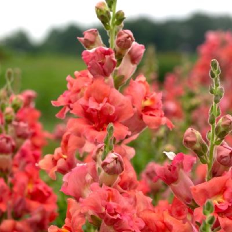 Antirrhinum Madame Butterfly Bronze Cherry Flower Seeds