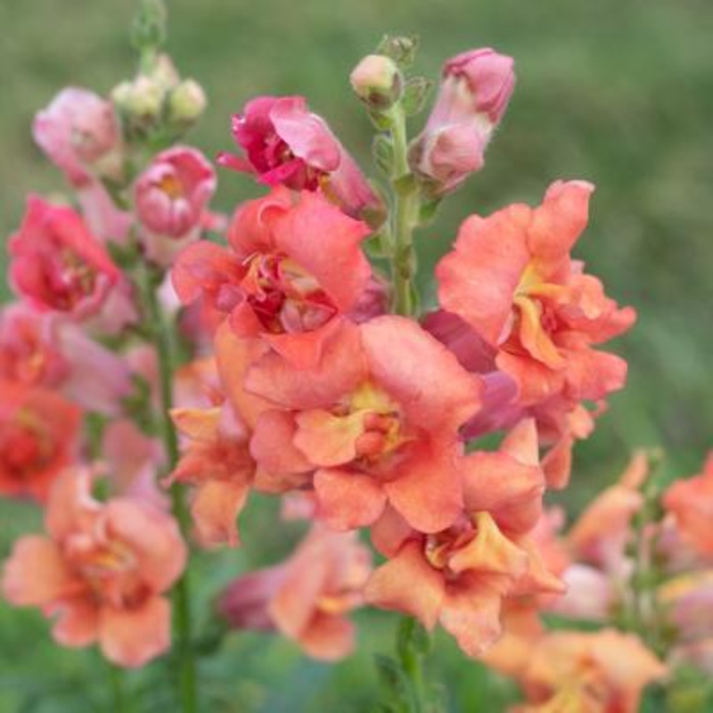 Antirrhinum Madame Butterfly Bronze Flower Seeds