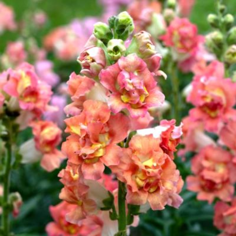 Antirrhinum Madame Butterfly Bronze White Flower Seeds