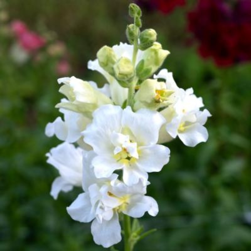 Antirrhinum Madame Butterfly Ivory Flower Seeds