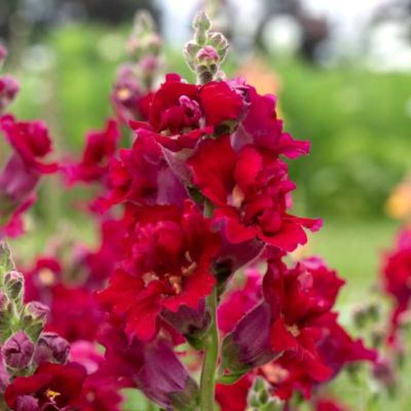 Antirrhinum Madame Butterfly Red Flower Seeds