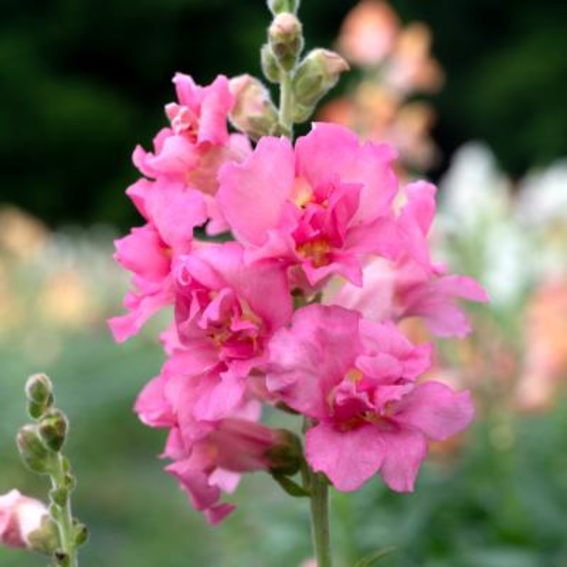 Antirrhinum Madame Butterfly Rose Flower Seeds
