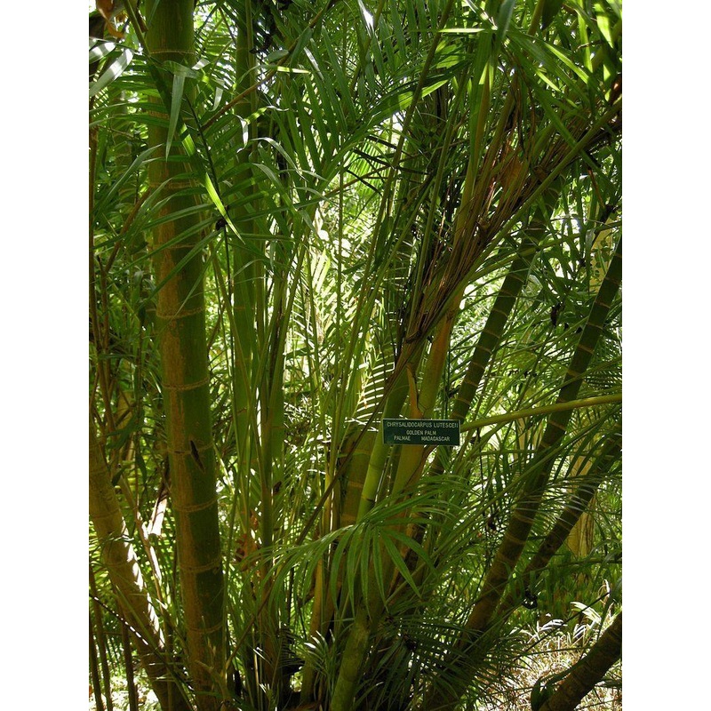 Areca palm seeds – 1 Kg