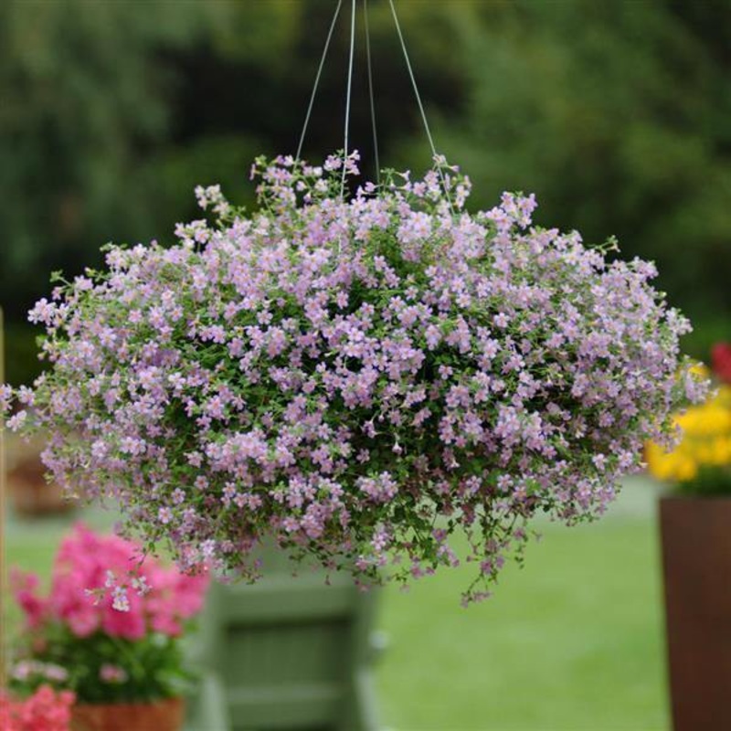 Bacopa Blutopia Flower Seeds