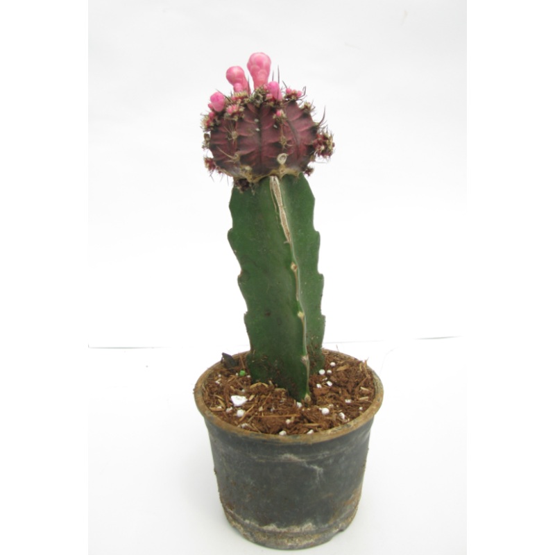 Black Moon Cactus Live Plant (Big)