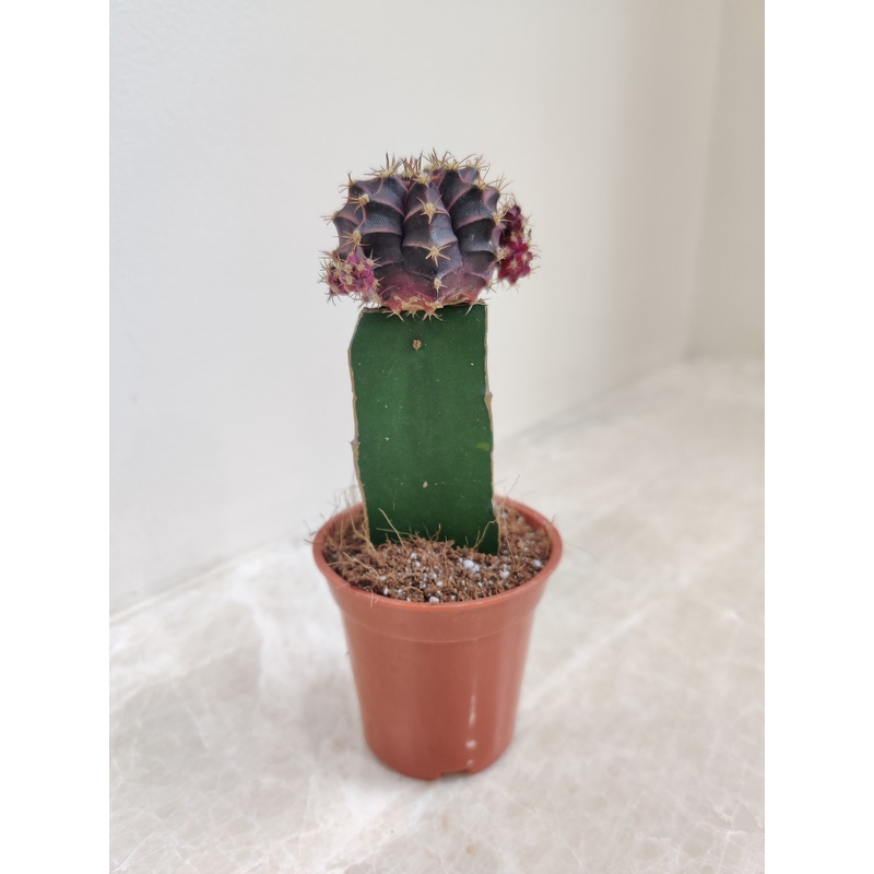 Black Moon Cactus Live Plant (Small)