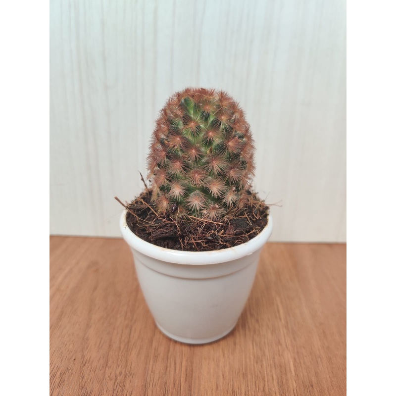 Cacti Mammillaria Carmenae Rubrispina Non-Grafted Cactus