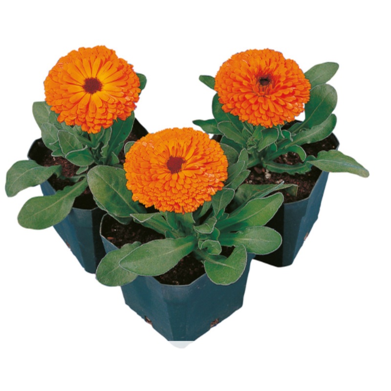 Calendula Calypso Clear Orange Flower Seeds