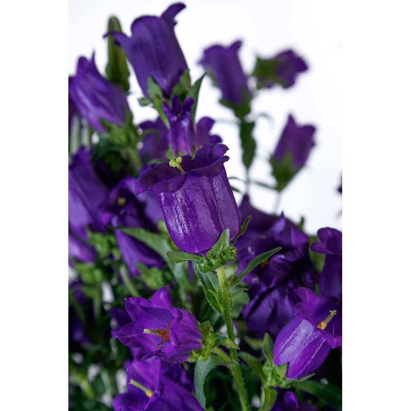 Campanula Champion II Deep Blue Flower Seeds