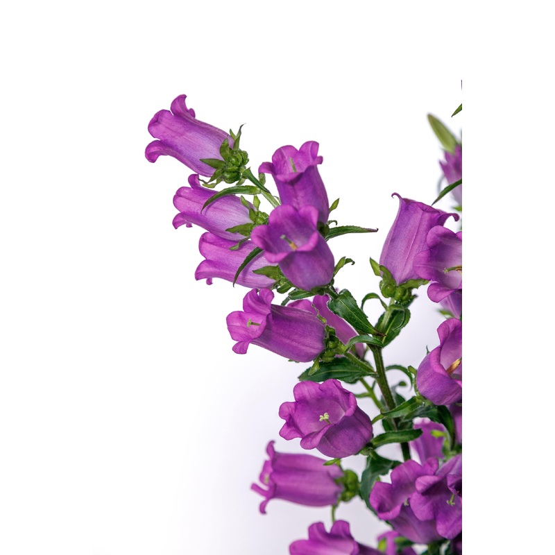 Campanula Champion II Lilac Flower Seeds