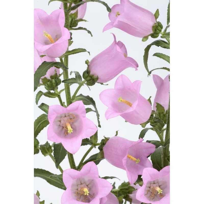 Campanula Champion II Pink Flower Seeds